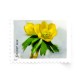 2022 First-Class Forever Stamp - Snowy Beauty: Winter Aconite